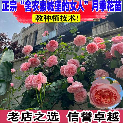 舍农索城堡的女人藤本月季花苗蔷薇爬藤花卉攀援玫瑰大花植物盆栽
