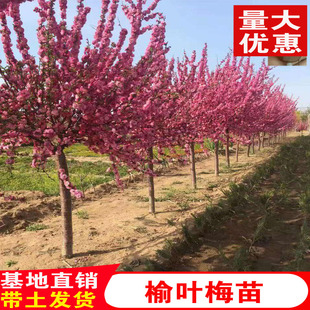 榆叶梅树梅花苗南方北方种植耐寒园林绿化苗木庭院观花植物风景树