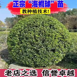 海桐球树苗庭院行道四季常青浓香风景树园林绿化篱笆植物海桐小苗