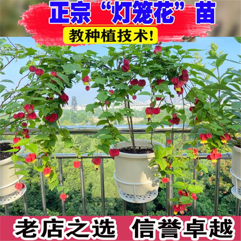 灯笼花苗盆栽带花苞倒挂金钟阳台庭院四季开花爬藤本植物风铃花卉图片
