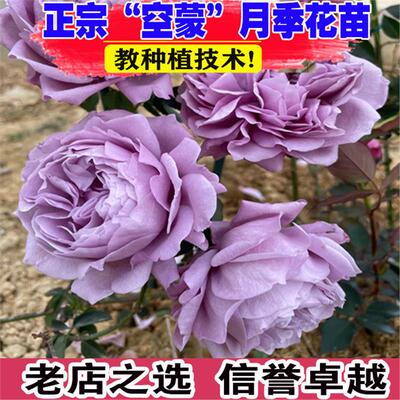 空濛月季花苗灌木浓香特大盆栽花苗多季开花紫色玫瑰花卉耐晒耐热