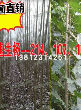 速生杨107、108白杨树苗杨树苗扦插段条云中杨意杨南方北方种植耐