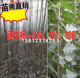 速生杨107、108白杨树苗杨树苗扦插段条云中杨意杨南方北方种植耐