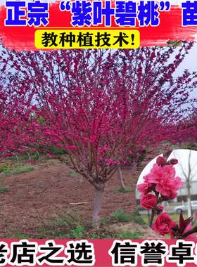 紫叶碧桃树苗庭院观赏桃花红叶碧桃树工程绿化树苗木别墅风景树苗
