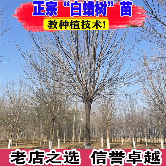 白蜡树苗金叶白蜡小苗庭院行道大型耐寒绿化风景树对接速生白蜡苗图片