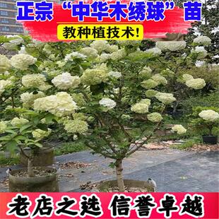 山东中华木本绣球树苗大花斗球白麻球苗庭院别墅耐寒风景树绣球花