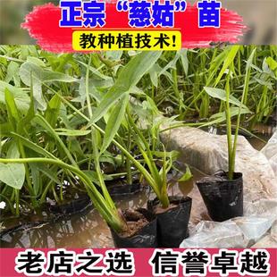 茨菇苗慈姑苗水培阳台茨菇种苗水族水草装饰花卉净化鱼缸慈菇苗