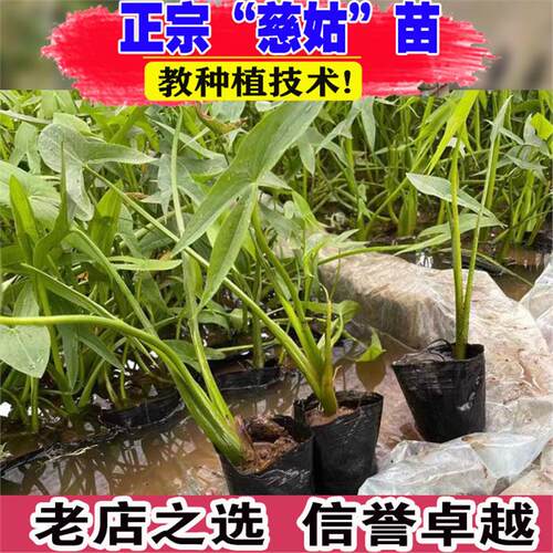 茨菇苗慈姑苗水培阳台茨菇种苗水族水草装饰花卉净化鱼缸慈菇苗