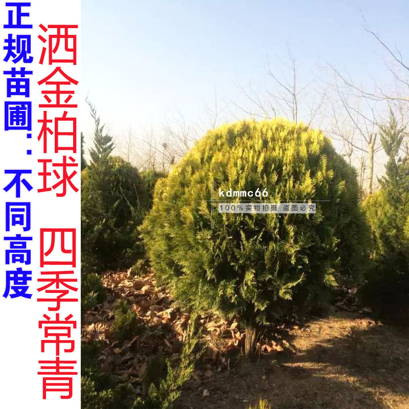 洒金柏苗洒金柏球铺苗种植绿化