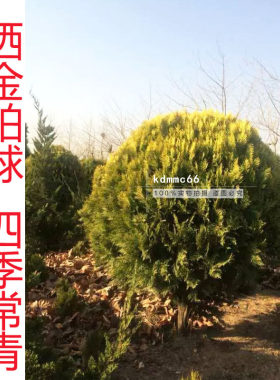 洒金柏苗洒金柏球铺苗种植绿化