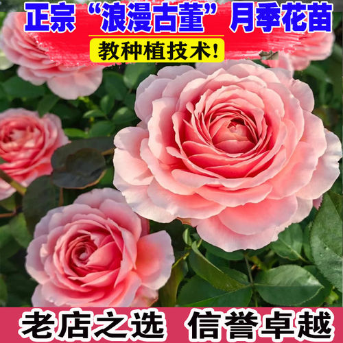 浪漫古董月季花苗灌木爬滕蔷薇多季开花庭院阳台浓香花卉盆栽好养
