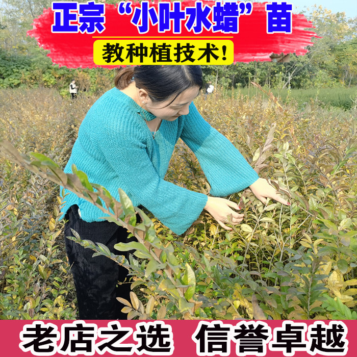 水蜡树苗行道路围墙庭院绿篱小区道路绿化工程苗北方耐寒易成活