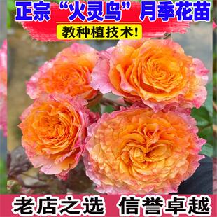 火灵鸟玫瑰盆栽花苗阳台庭院切花金色海岸金辉火焰鲜花卉植物月季