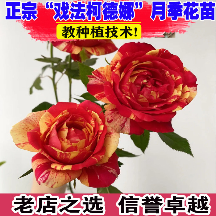 欧月灌木戏法柯德娜月季花 大花月季 月季花条纹勤花抗病性强