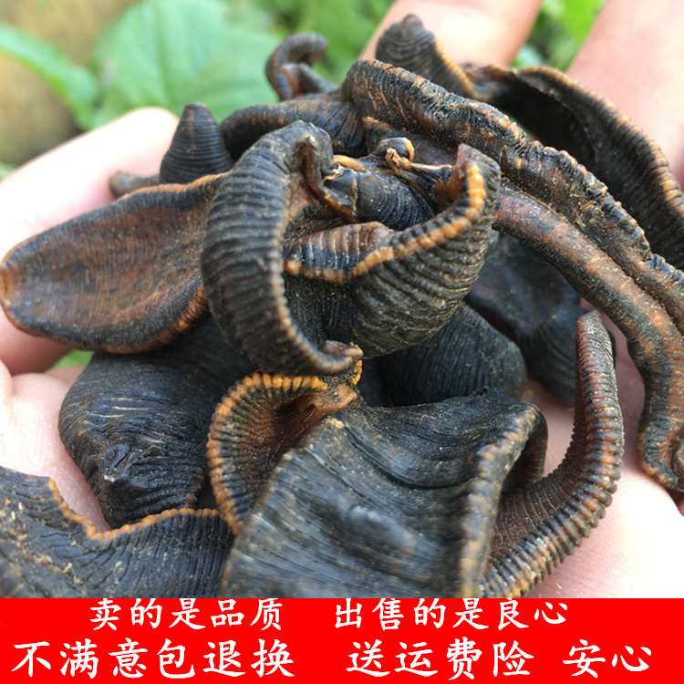水蛭蚂蟥马鳖虫子干货水至10克生水蛭虫清水无添加吊干 另售蜈蚣