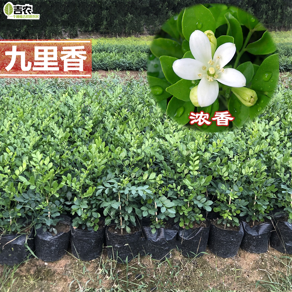九里香树苗带花苞植物盆栽浓香室外阳台庭院绿植驱蚊四季开花植物