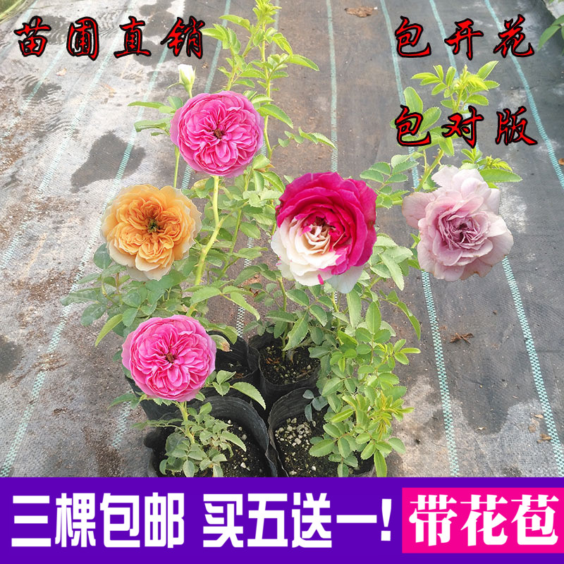 Ǿޱ»¨ÃçÌÙ±¾Ô¼¾´ó»¨Å¨ÏãÍ¥ÔºÅÀÌÙÖ²Îﻨ»ÜÅèÔÔÑǫ̂Ëļ¾Å·ÔÂõ¹å