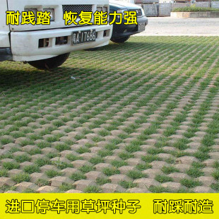 停车场草籽 草坪砖专用草坪种子不修剪 低矮耐踏草种 四季常青