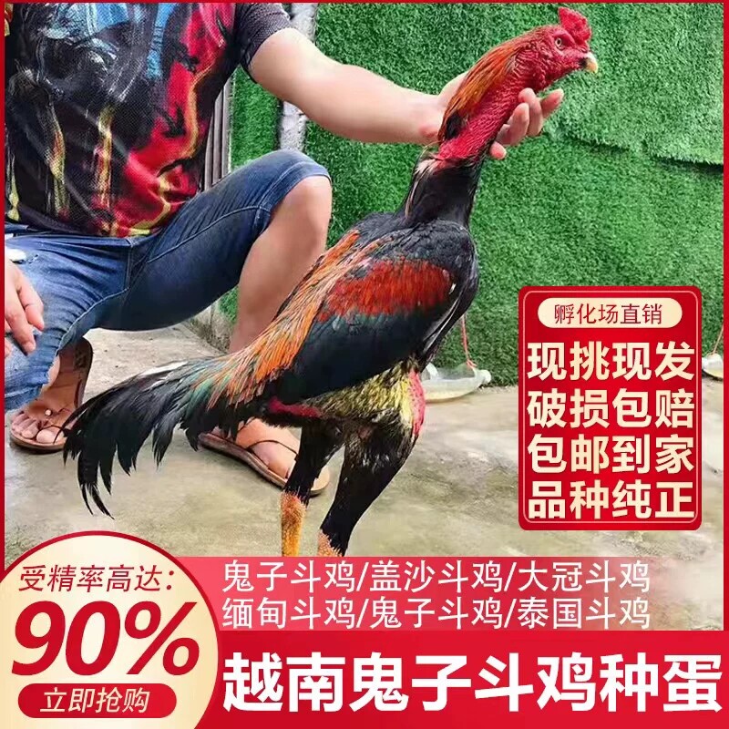 纯种越南鬼子斗鸡种蛋泰国中原缅甸剑尾大冠斗鸡受精蛋可孵化种蛋
