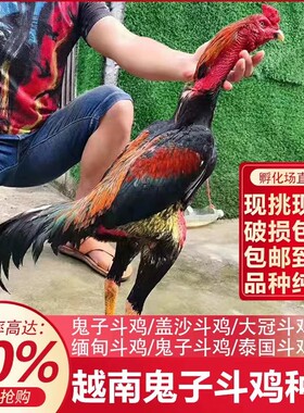 纯种越南鬼子斗鸡种蛋泰国中原缅甸剑尾大冠斗鸡受精蛋可孵化种蛋