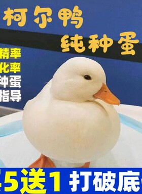 冲鸭柯尔鸭仔受精蛋网红科尔鸭受精蛋宠物鸭子种蛋柯尔鸭崽活包邮