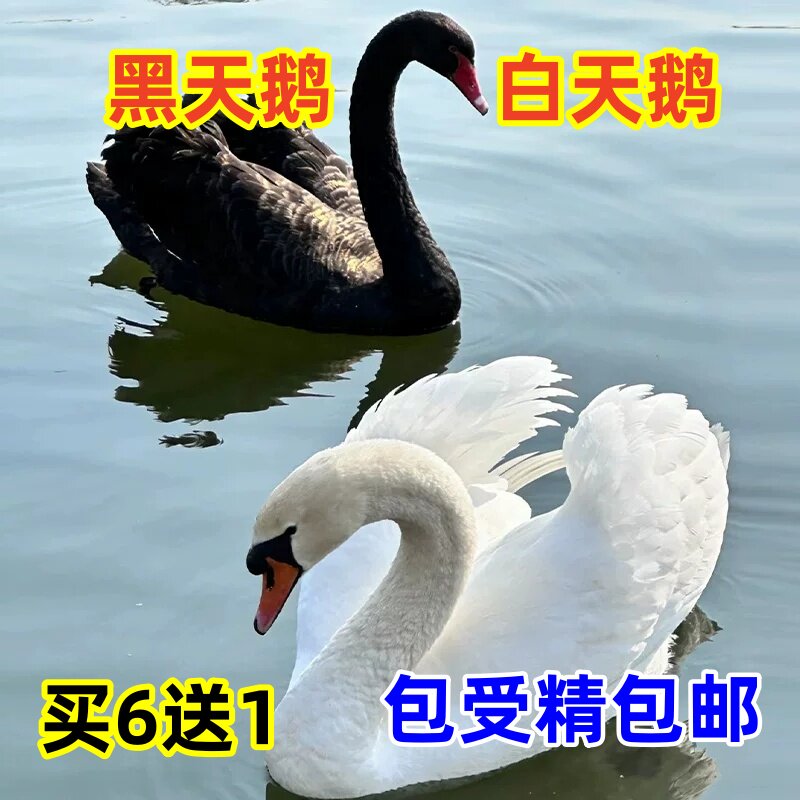 纯种黑天鹅受精种蛋观赏白天鹅蛋可孵化种蛋受精蛋天鹅种蛋包邮
