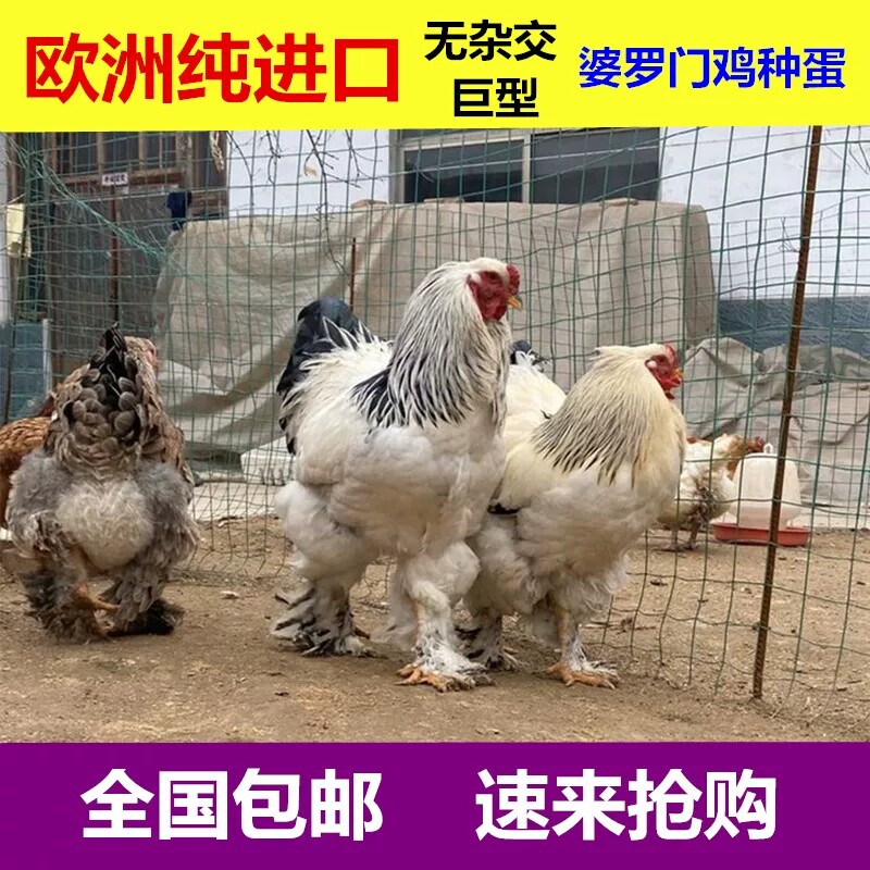 纯种大体型婆罗门鸡活苗种蛋受精蛋可孵化小鸡巨型梵天鸡观赏鸡种