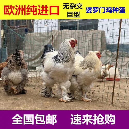 纯种大体型婆罗门鸡活苗种蛋受精蛋可孵化小鸡巨型梵天鸡观赏鸡种