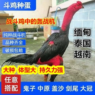纯种越南鬼子斗鸡种蛋泰国中原缅甸剑尾大冠斗鸡受精蛋可孵化种蛋