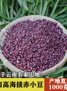 云南高海拔赤小豆常日照味道浓