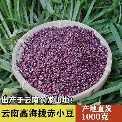 云南高海拔赤小豆常日照味道浓