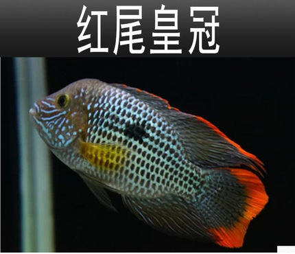 红尾皇冠鱼活体爆头起大头玉面皇冠蓝面财神热带观赏鱼