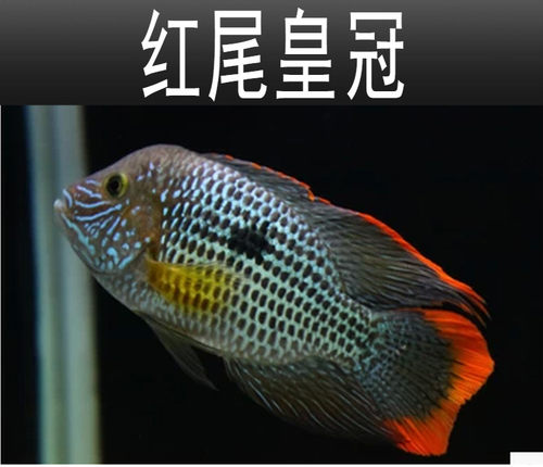 乐淘红尾皇冠中层好养风水鱼