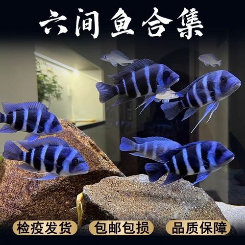 伊巴卡六间布隆迪高档热带鱼好养