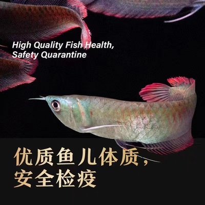 乐淘七彩龙上层鱼绿底红框好养