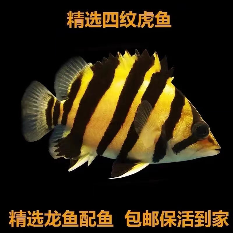 虎鱼活鱼苗热带观赏鱼苏门答腊虎印尼四纹虎泰北三纹虎龙鱼配鱼