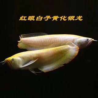 白子黄化银龙活体大型热带观赏鱼耐活好养练手鱼金龙鱼