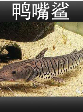 虎斑鸭嘴鲨鱼活体虎纹鸭嘴鱼淡水鲨鱼大型凶猛热带观赏鱼包邮包活