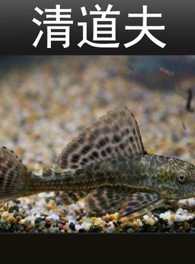黑色清道夫垃圾鱼清鱼异型底息吃鱼粪便