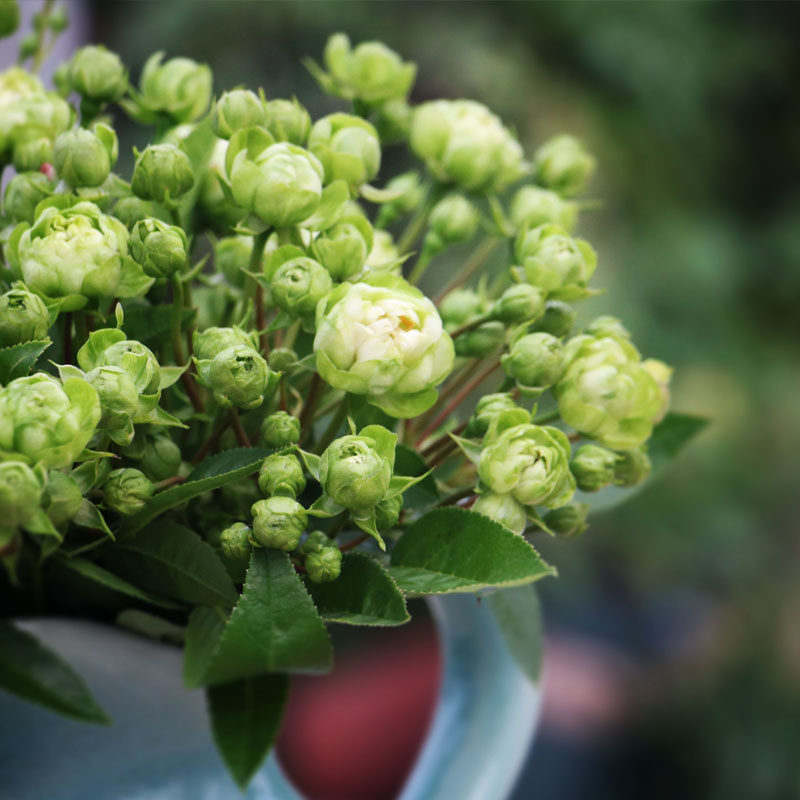 阳台微型月季花苗绿花朵 闪电 室内窗台玫瑰花园盆栽绿植花卉
