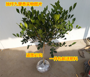 九里香花苗七里香木香花盆栽花卉室内植物客厅阳台庭院绿植花