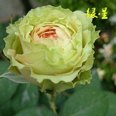 家居饰品切花浓香月季花苗盆栽特大花阳台庭院四季开花植物