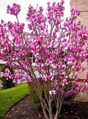 玉兰花树苗紫红广庭院大