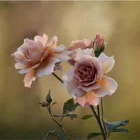 Ouyue Julia Rose Cut Clother Spist Four Seasons Цветвление ароматных ароматных цветочных цветочных цветов цветок