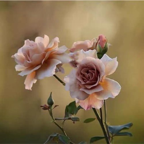 居家   茱莉亚  玫瑰  切花   灌木  月季  四季  花开  浓香阳台