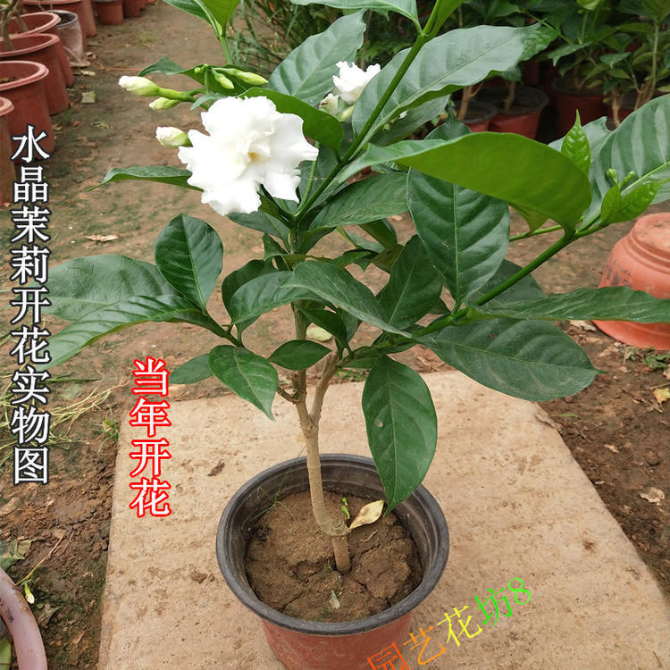 水晶茉莉苗盆栽四季狮子花期长庭院阳台植物 重瓣大花白茉莉花苗