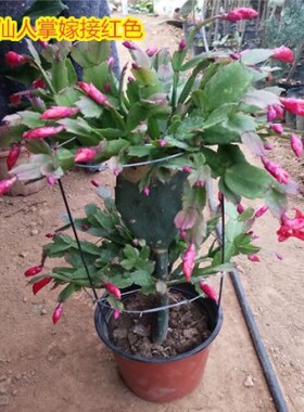 仙人掌嫁接蟹爪双层令箭荷花盆栽