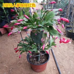 仙人掌嫁接蟹爪兰双层令箭荷花盆栽带花多色四季多肉植物盆景