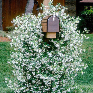 庭院藤本风车茉莉花苗爬藤植物银丝茉莉花盆栽浓香花卉绿植