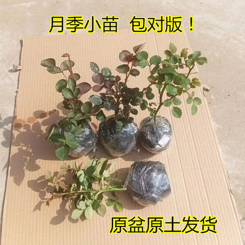 月季花苗成活率高扦插小